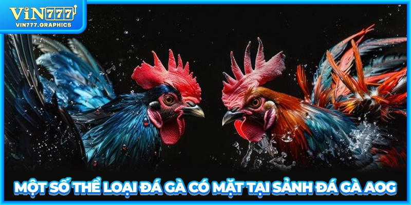 Một số thể loại đá gà có mặt tại sảnh đá gà AOG